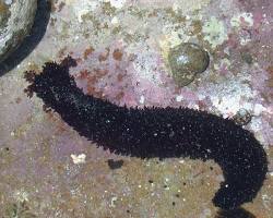 صورة Black sea cucumber