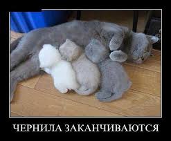 поговорим о кошках