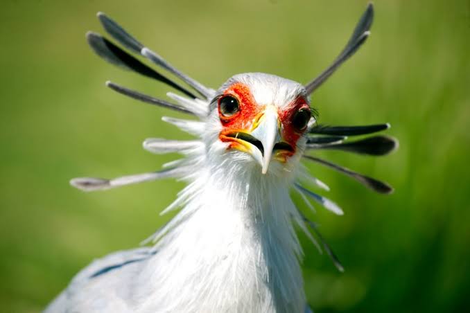 Secretary Bird and Bateleur up-listed to Endangered on IUCN Red List - Hawk Conservancy Trust