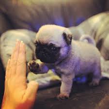 Image result for pugs