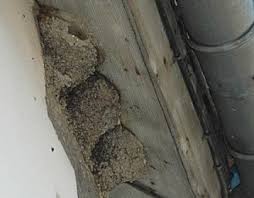 R�sultat de recherche d'images pour "hirondelle nid sous le toit ext�rieur"