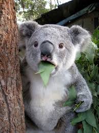 eb58w-koala-surprised.png via Relatably.com