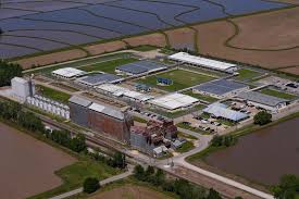 Bruna Ferreira's ICE Detention: Custody Battle and Release