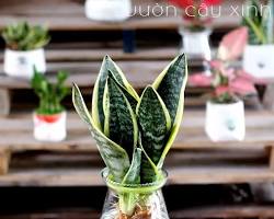 Hình ảnh về Lưỡi hổ thủy sinh để bàn