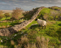 Imagem de Hadrian's Wall