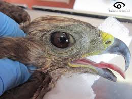 Resultado de imagen para ANATOMIA DEL OJO AVIAR.