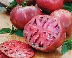 Cherokee Purple heirloom tomato