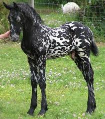 Image result for HORSE