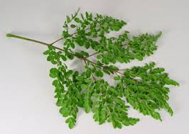 Image result for horseradish tree