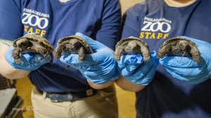Galapagos Tortoise Hatchlings Make Debut at Philadelphia Zoo