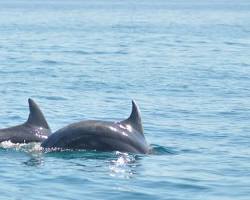 Dolphins in Kairouan, Tunisia