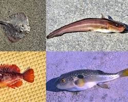 魚 毒の画像
