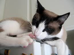 Résultat de recherche d'images pour "snowshoe cat"