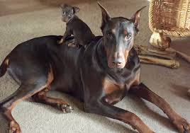 Thor & Caesar - Contest Entry #59586 - Modern Dog Magazine