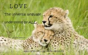 Universal Love Quotes. QuotesGram via Relatably.com
