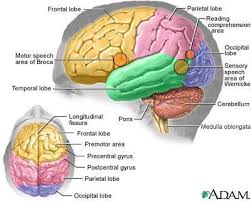 Hasil gambar untuk otak manusia