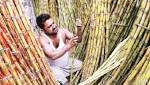 Govt hikes sugarcane price quintal