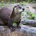  Florida Woman Viciously Attacked by Possibly Rabid River Otter