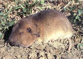 Image result for pocket gophers