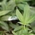 Some Toledo doctors already give medical pot cards
