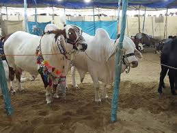 Image result for bakra eid 2015 pakistan