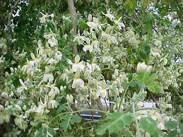 Image result for horseradish tree