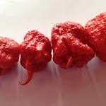  Defending the world's hottest pepper, a grower explains how to safely eat it