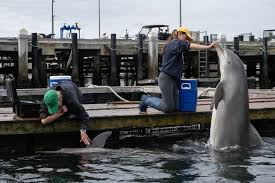 Are military dolphins working in the Strait of Hormuz? Probably not, but they have been part of the US Navy for decades