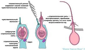 Результат пошуку зображень за запитом "медузи чорного моря"