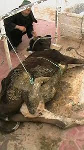 Image result for eyeball enucleation cattle