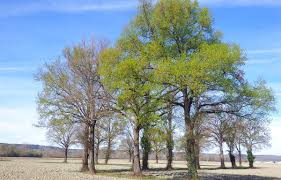 Photo Changement climatique : Pourquoi l'adaptation des arbres dpend ...