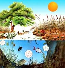 Image result for organisms and their environment