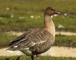 Hình ảnh về Pinkfooted Goose bird