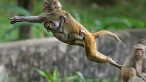 Image result for MONKEYS