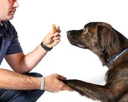 person giving a treat to a dogの画像