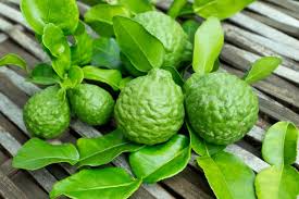BERGAMOT ile ilgili görsel sonucu