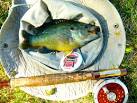 Great Lures For Bluegills - Game Fish