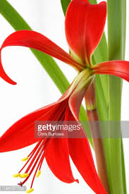 Image result for Jacobean lilies