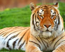 Resultado de imagem para tigre