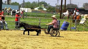 Image result for minature horse shoes