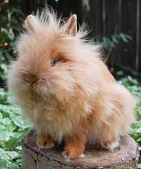 Image result for RABBIT
