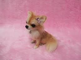 Image result for cute chihuahuas