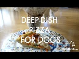 Image result for How to Make a Deep-Dish Pizza for Your Dog | Cuteness.com