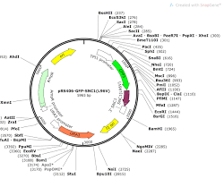 Image of pRS406 plasmid map