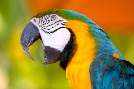 Image result for parrot