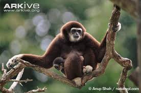 Image result for gibbon