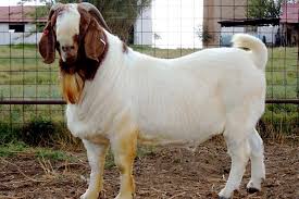 Image result for GOAT