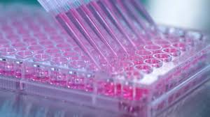 Image result for 6 well cell culture plate