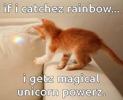 Image result for appropriate cat meme