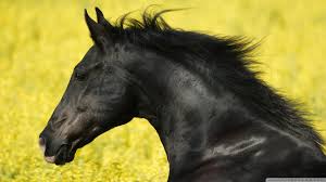Image result for HORSE